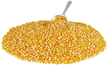 OrganicYellow Popcorn product image.