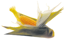 Organic Corn product image.
