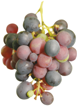Red & Green Seedless product image.