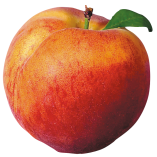 Organic product image.
