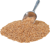 100% Organic Pearled Barley product image.
