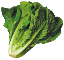 Organic Lettuce product image.