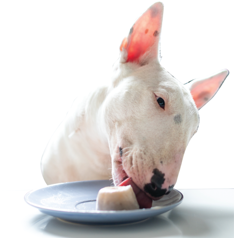 Frozen YogurtDog Treat product image.